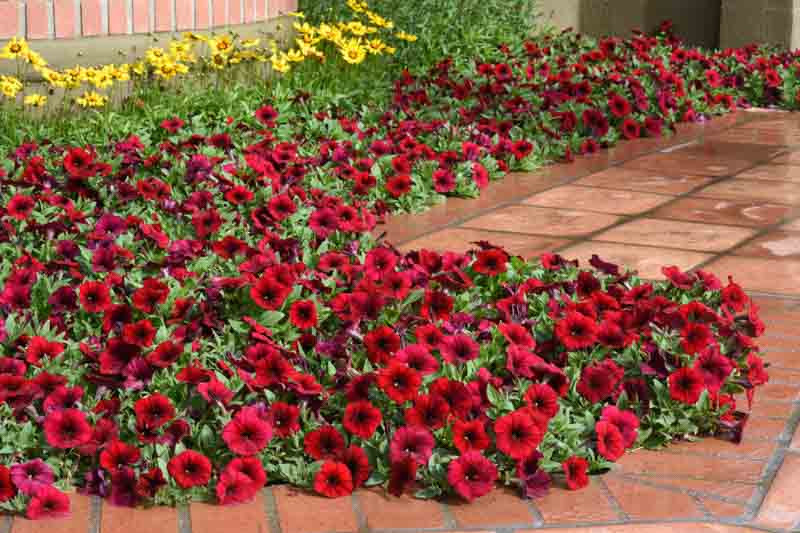 Petunia 'Easy Wave Red Velour'